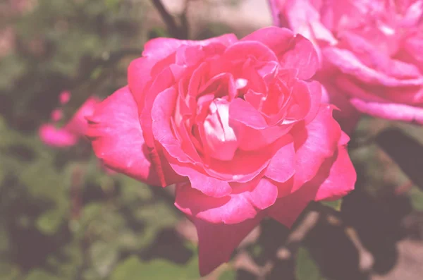 Kleurrijke Achtergrond Roze Bloem Boeket Achtergrond Floral Samenstelling Toned — Stockfoto