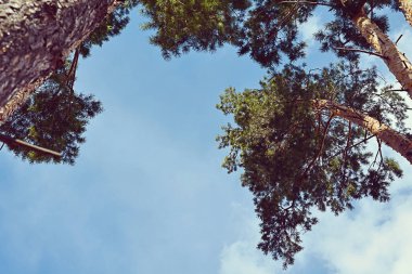 Ağaç çam gökyüzünde bulutlar ile üst kısımları