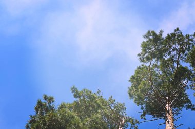 Ağaç çam gökyüzünde bulutlar ile üst kısımları