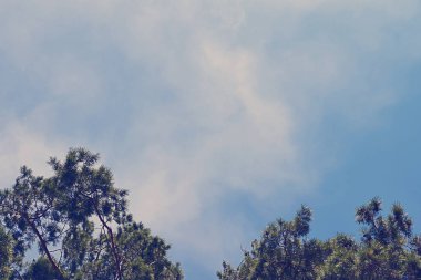 Ağaç çam gökyüzünde bulutlar ile üst kısımları