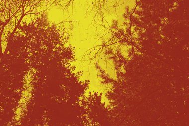 Ağaç çam gökyüzünde bulutlar, tonda ile üst kısımları