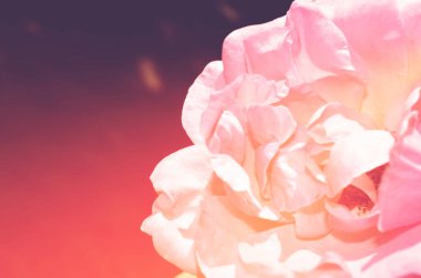 Renkli zemin. Gül çiçek buketi arka plan. Tonda çiçek kompozisyon