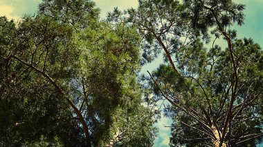 Ağaç çam gökyüzünde bulutlar ile üst kısımları