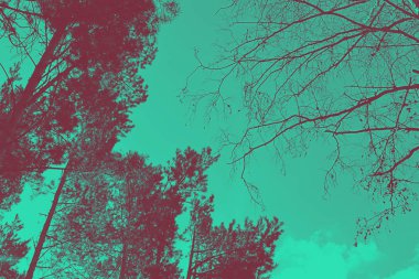 Ağaç çam gökyüzünde bulutlar, tonda ile üst kısımları