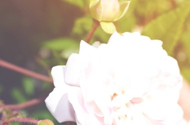 Renkli zemin. Gül çiçek buketi arka plan. Tonda çiçek kompozisyon