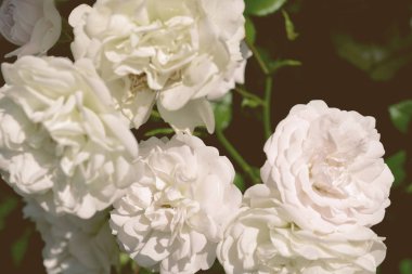 Renkli zemin. Gül çiçek buketi arka plan. Tonda çiçek kompozisyon