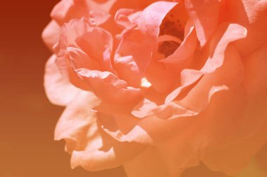 Renkli zemin. Gül çiçek buketi arka plan. Tonda çiçek kompozisyon