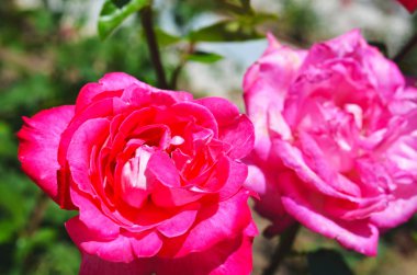 Renkli zemin. Gül çiçek buketi arka plan. Tonda çiçek kompozisyon