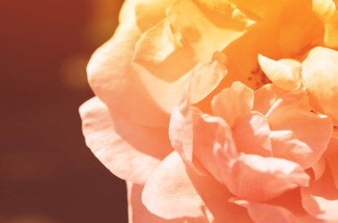 Renkli zemin. Gül çiçek buketi arka plan. Tonda çiçek kompozisyon