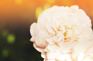 Renkli zemin. Gül çiçek buketi arka plan. Tonda çiçek kompozisyon