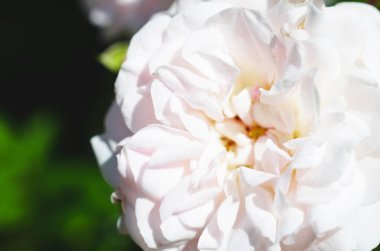 Renkli zemin. Gül çiçek buketi arka plan. Tonda çiçek kompozisyon