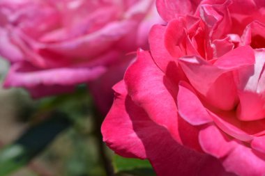 Renkli zemin. Gül çiçek buketi arka plan. Tonda çiçek kompozisyon