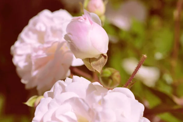 Kolorowe Tło Róża Kwiat Bukiet Tła Kompozycja Kwiatowa Stonowanych — Zdjęcie stockowe
