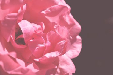 Renkli zemin. Gül çiçek buketi arka plan. Tonda çiçek kompozisyon