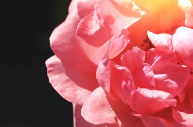 Renkli zemin. Gül çiçek buketi arka plan. Tonda çiçek kompozisyon