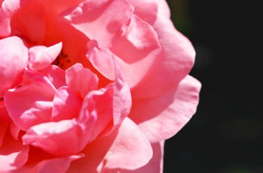 Renkli zemin. Gül çiçek buketi arka plan. Tonda çiçek kompozisyon