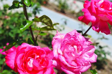 Renkli zemin. Gül çiçek buketi arka plan. Tonda çiçek kompozisyon