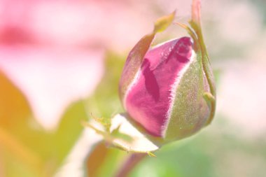 Renkli zemin. Gül çiçek buketi arka plan. Tonda çiçek kompozisyon