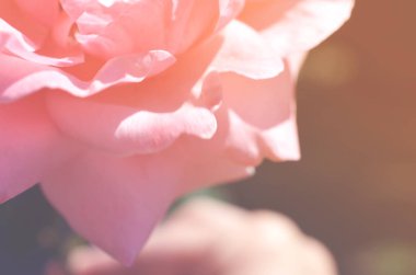 Renkli zemin. Gül çiçek buketi arka plan. Tonda çiçek kompozisyon