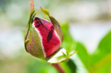 Renkli zemin. Gül çiçek buketi arka plan. Tonda çiçek kompozisyon