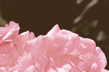 Renkli zemin. Gül çiçek buketi arka plan. Tonda çiçek kompozisyon