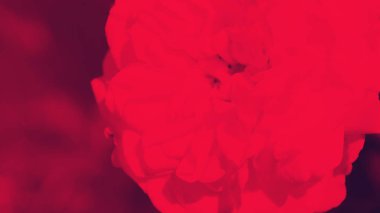 Renkli zemin. Gül çiçek buketi arka plan. Tonda çiçek kompozisyon