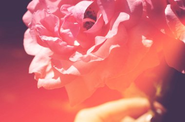 Renkli zemin. Gül çiçek buketi arka plan. Tonda çiçek kompozisyon