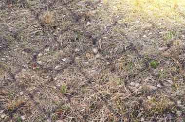 Doğa sonbahar renkli doku arka plan closeup soyut