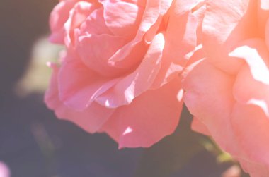 Renkli zemin. Gül çiçek buketi arka plan. Tonda çiçek kompozisyon