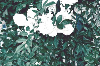 Renkli zemin. Gül çiçek buketi arka plan. Tonda çiçek kompozisyon