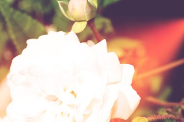 Renkli zemin. Gül çiçek buketi arka plan. Tonda çiçek kompozisyon