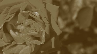 Renkli zemin. Gül çiçek buketi arka plan. Tonda çiçek kompozisyon