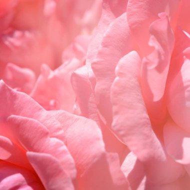 Renkli zemin. Gül çiçek buketi arka plan. Tonda çiçek kompozisyon