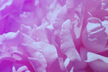 Renkli zemin. Gül çiçek buketi arka plan. Tonda çiçek kompozisyon