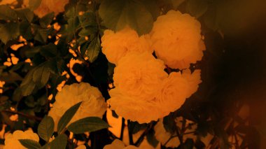 Renkli zemin. Gül çiçek buketi arka plan. Tonda çiçek kompozisyon