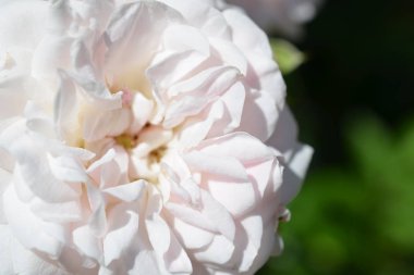 Renkli zemin. Gül çiçek buketi arka plan. Tonda çiçek kompozisyon