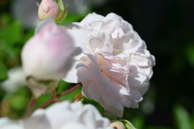 Renkli zemin. Gül çiçek buketi arka plan. Tonda çiçek kompozisyon