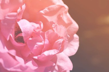 Renkli zemin. Gül çiçek buketi arka plan. Tonda çiçek kompozisyon