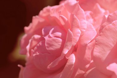 Renkli zemin. Gül çiçek buketi arka plan. Tonda çiçek kompozisyon