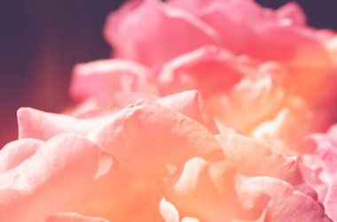 Renkli zemin. Gül çiçek buketi arka plan. Tonda çiçek kompozisyon