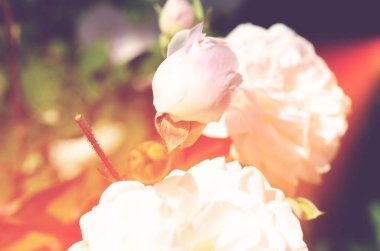 Renkli zemin. Gül çiçek buketi arka plan. Tonda çiçek kompozisyon