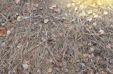 Doğa sonbahar renkli doku arka plan closeup soyut