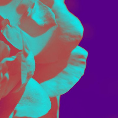 Renkli zemin. Gül çiçek buketi arka plan. Tonda çiçek kompozisyon