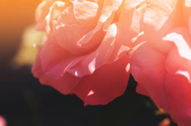 Renkli zemin. Gül çiçek buketi arka plan. Tonda çiçek kompozisyon