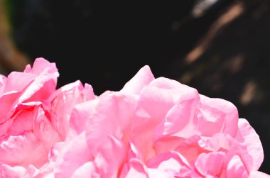 Renkli zemin. Gül çiçek buketi arka plan. Tonda çiçek kompozisyon