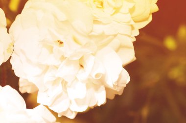 Renkli zemin. Gül çiçek buketi arka plan. Tonda çiçek kompozisyon