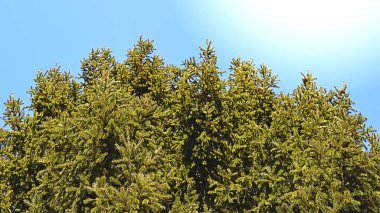 Ağaç çam gökyüzünde bulutlar, tonda ile üst kısımları