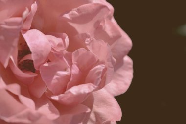 Renkli zemin. Gül çiçek buketi arka plan. Tonda çiçek kompozisyon