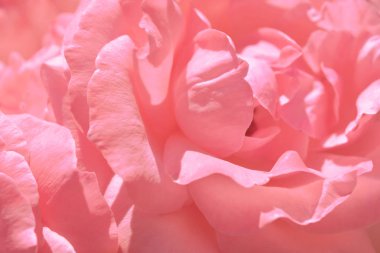 Renkli zemin. Gül çiçek buketi arka plan. Tonda çiçek kompozisyon