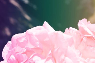 Renkli zemin. Gül çiçek buketi arka plan. Tonda çiçek kompozisyon